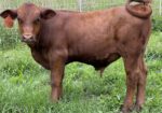 Registered Purebred Cow/calf Pair