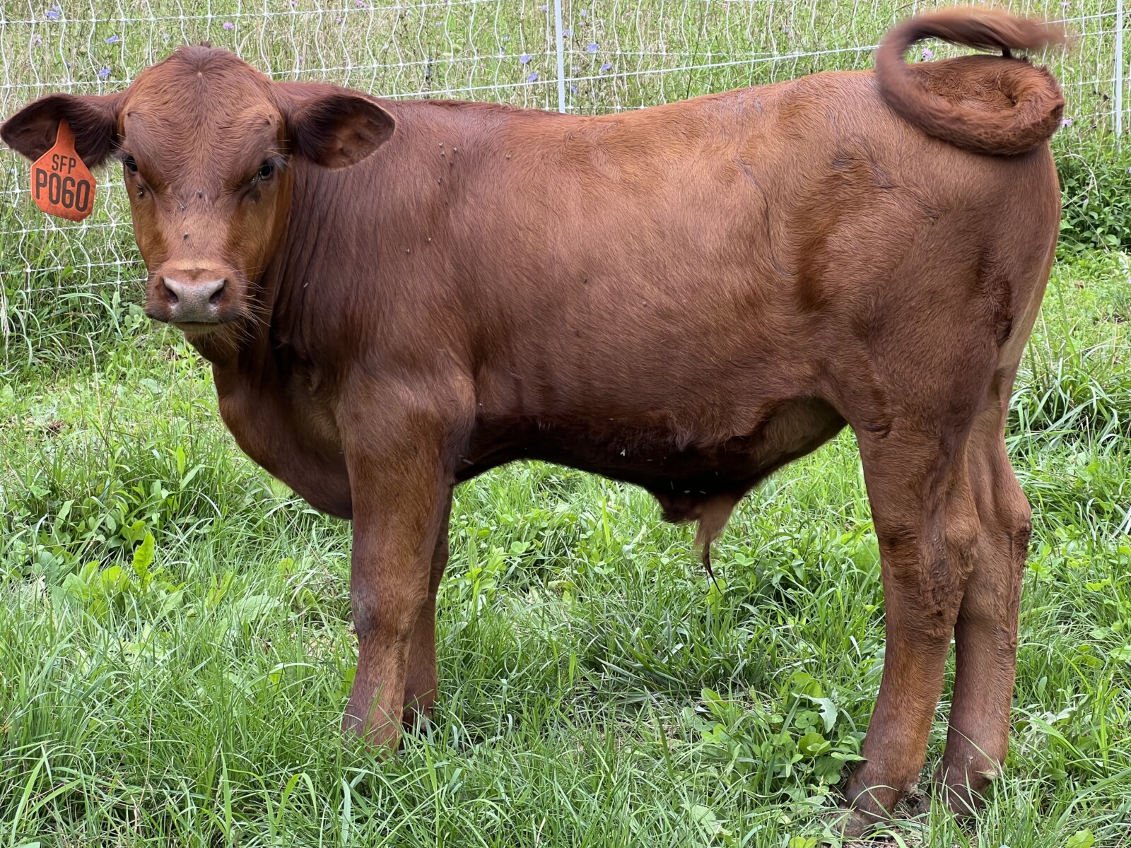 Registered Purebred Cow/calf Pair