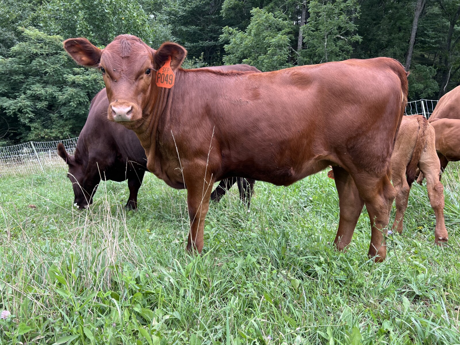 Registered Full-Blood Cow/calf Pair