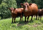 Registered Full-Blood Cow/calf Pair