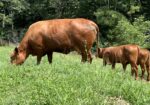 Registered Full-Blood Cow/calf Pair