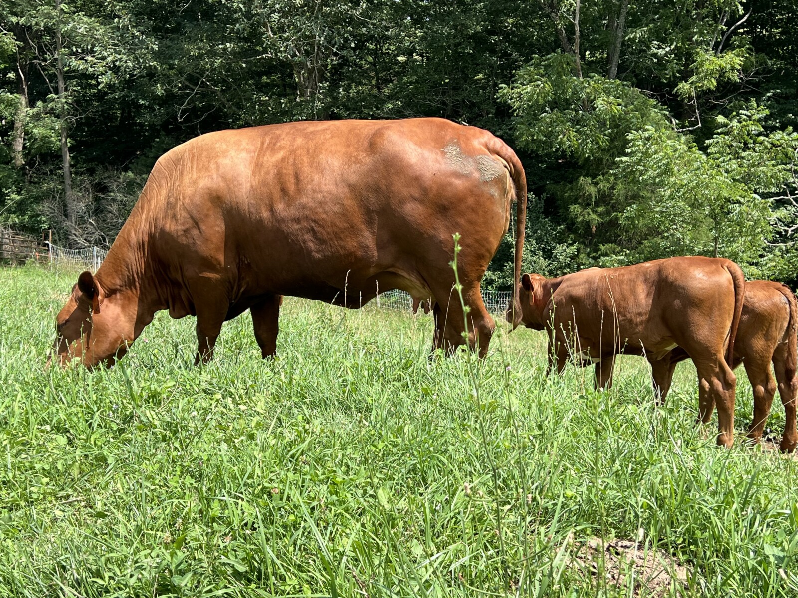 Registered Full-Blood Cow/calf Pair