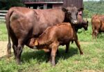 Registered Purebred Cow/calf Pair