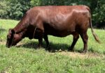 Registered Purebred Cow/calf Pair