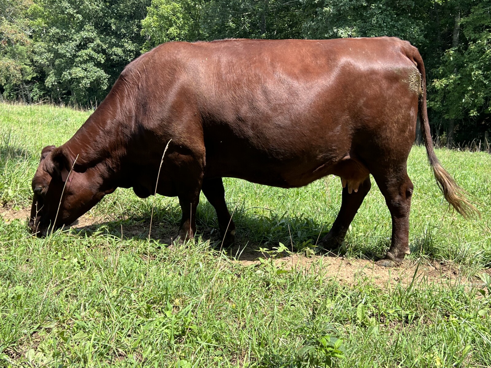 Registered Purebred Cow/calf Pair