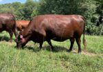Registered Purebred Cow/calf Pair