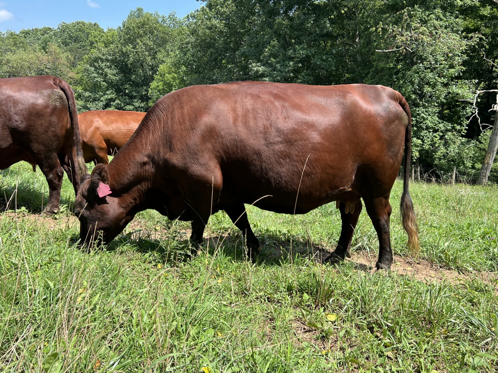 Registered Purebred Cow/calf Pair