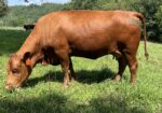 Registered Full-Blood Cow/calf Pair