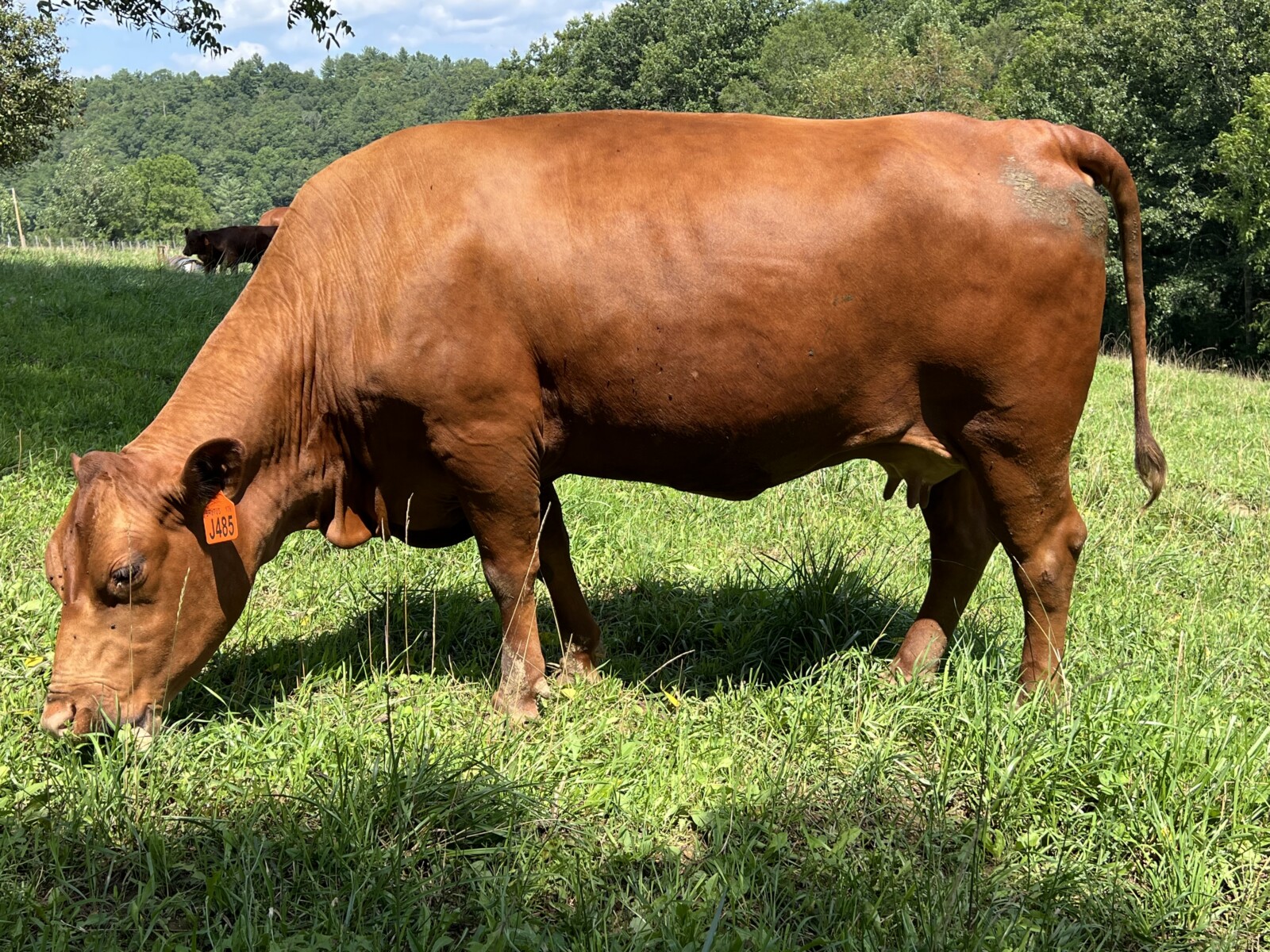 Registered Full-Blood Cow/calf Pair
