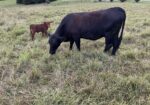Commercial heifer with 50% bull calf