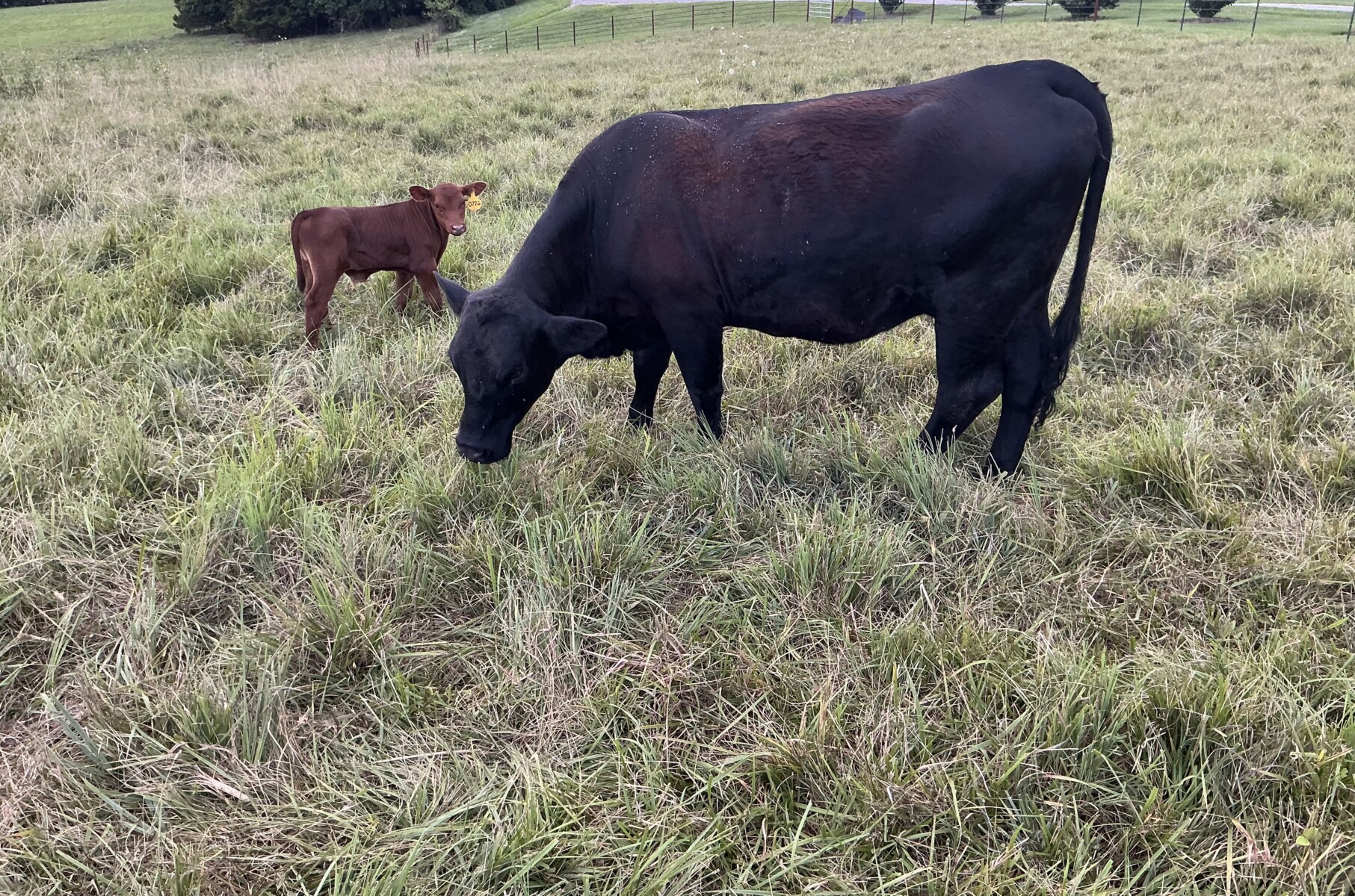 Commercial heifer with 50% bull calf
