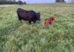 Commercial heifer with 50% bull calf