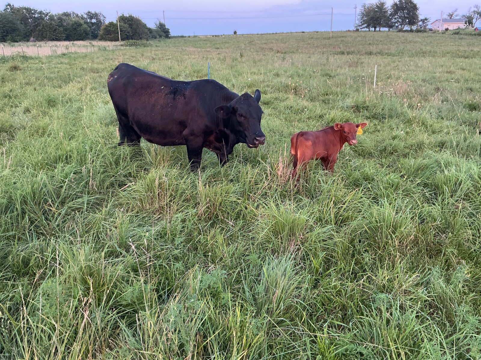 Commercial heifer with 50% bull calf