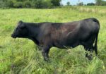 Commercial heifer with 50% bull calf