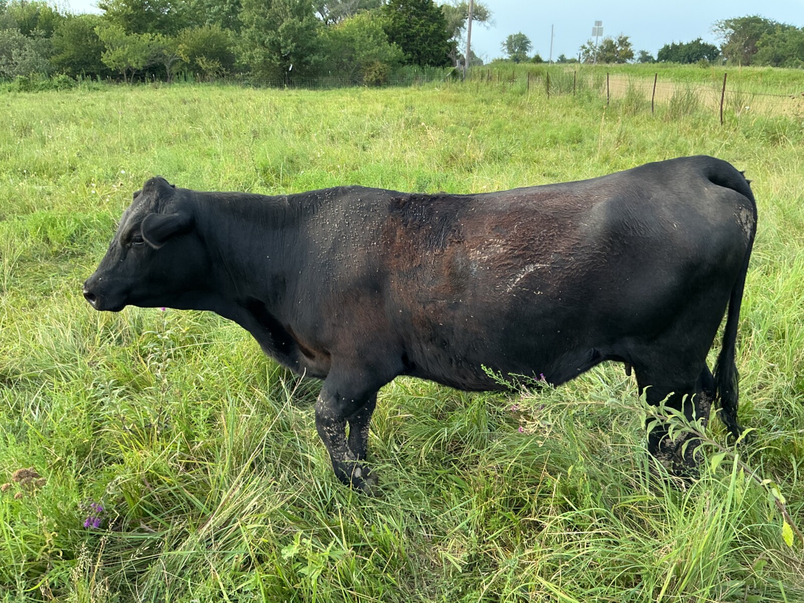 Commercial heifer with 50% bull calf