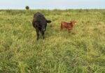 Commercial heifer with 50% bull calf