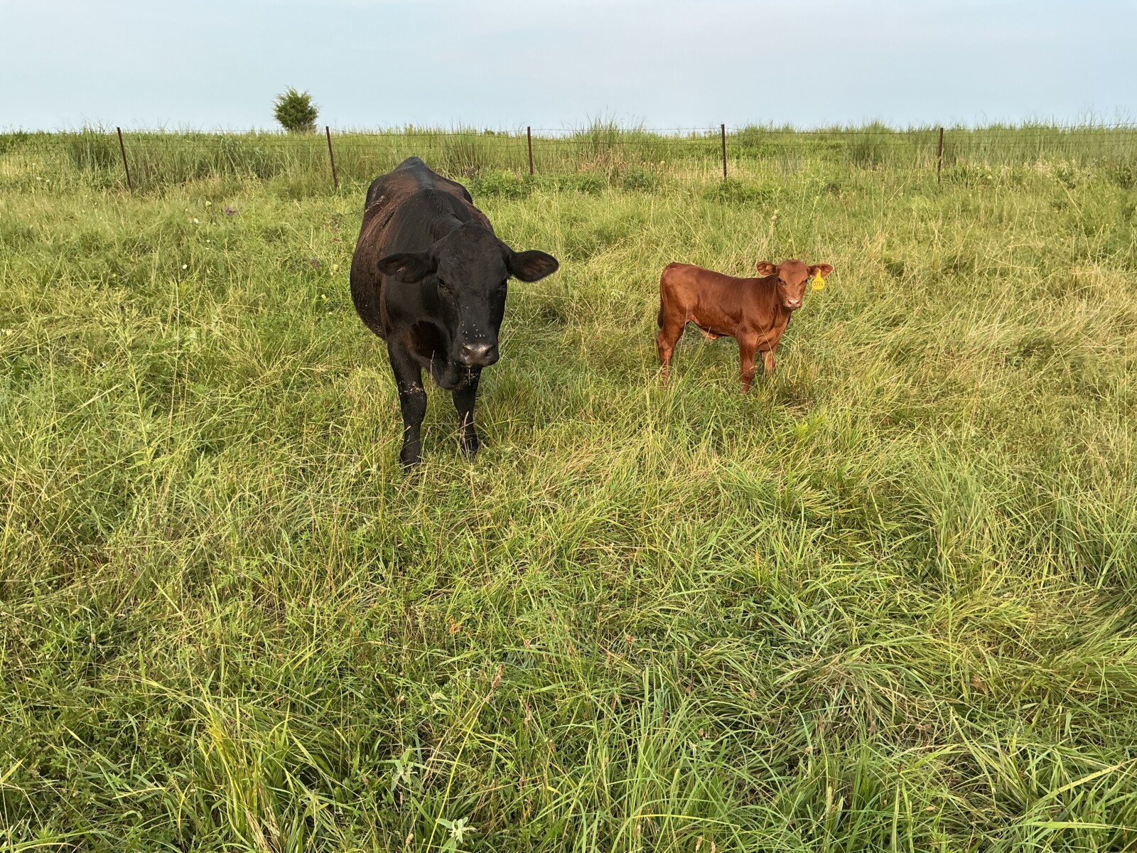 Commercial heifer with 50% bull calf