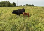 Commercial heifer with 50% bull calf