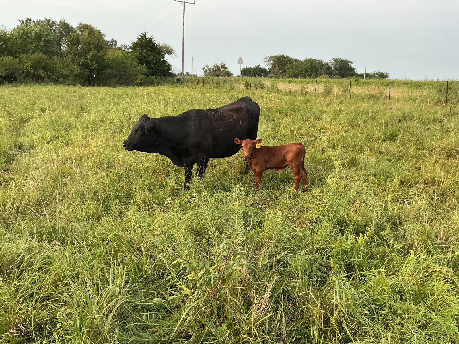 Commercial heifer with 50% bull calf