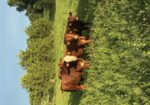 9 high percentage south poll heifers available