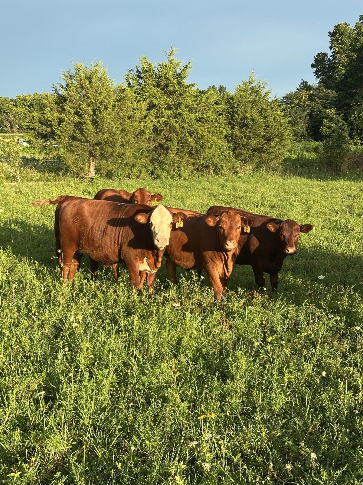 9 high percentage south poll heifers available