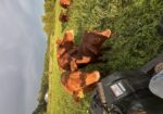 9 high percentage south poll heifers available