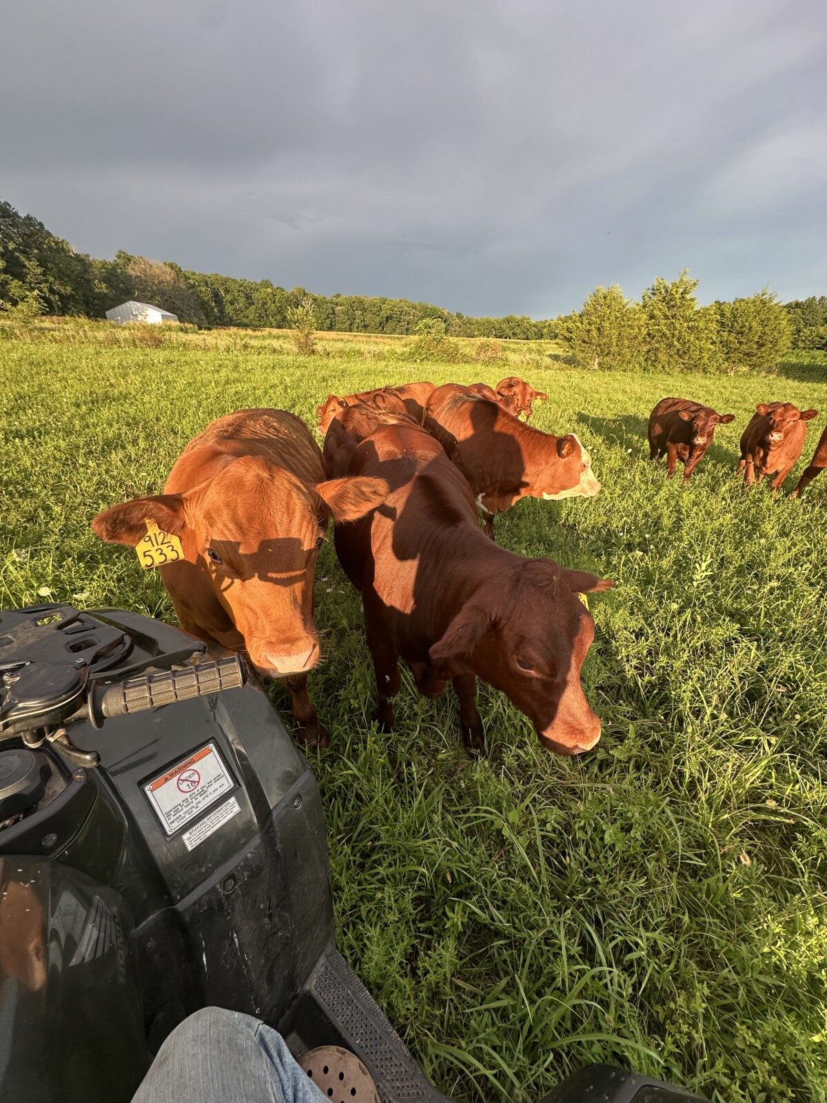 9 high percentage south poll heifers available
