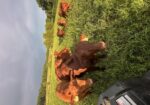 9 high percentage south poll heifers available
