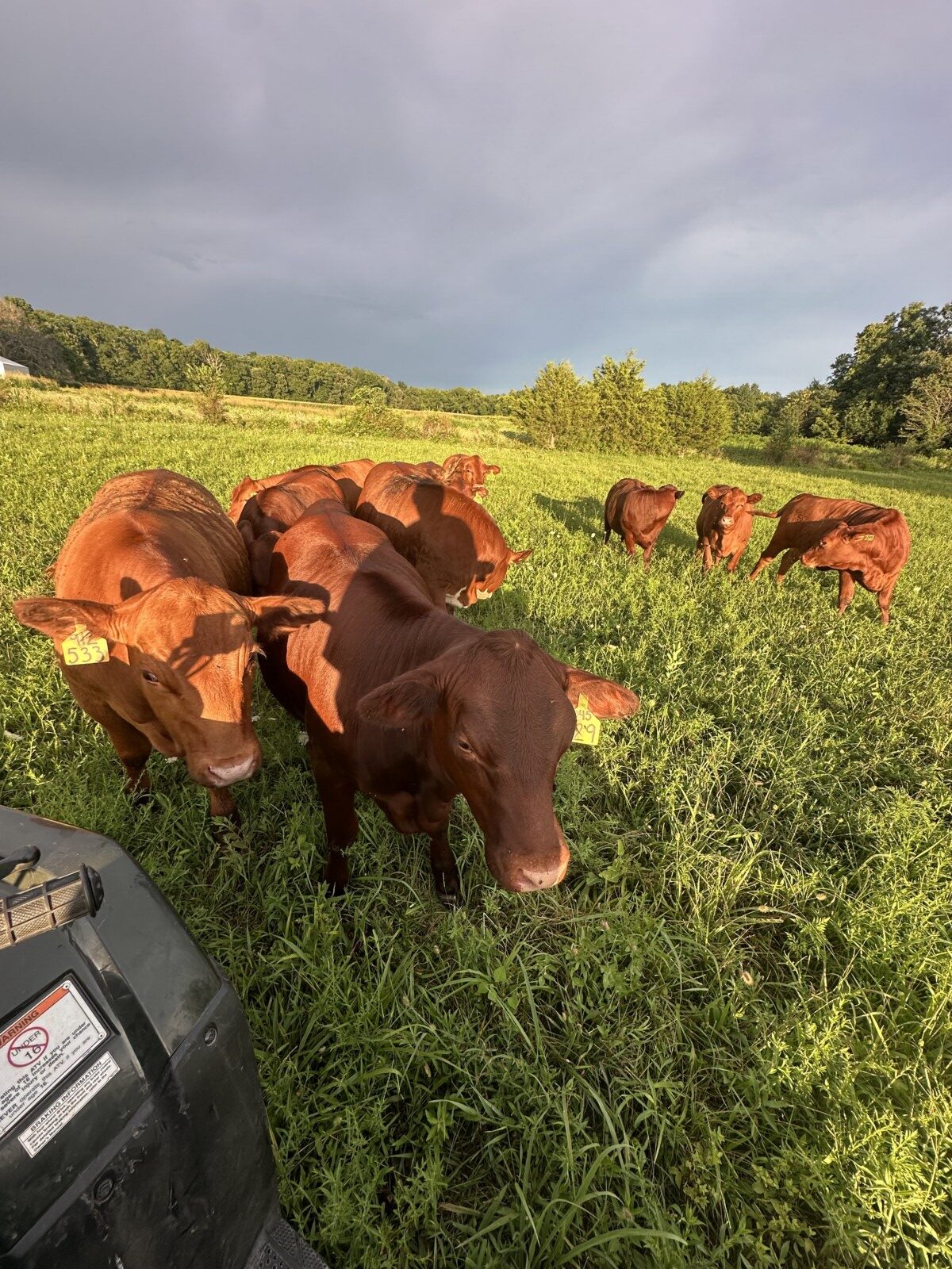 9 high percentage south poll heifers available