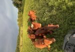 9 high percentage south poll heifers available