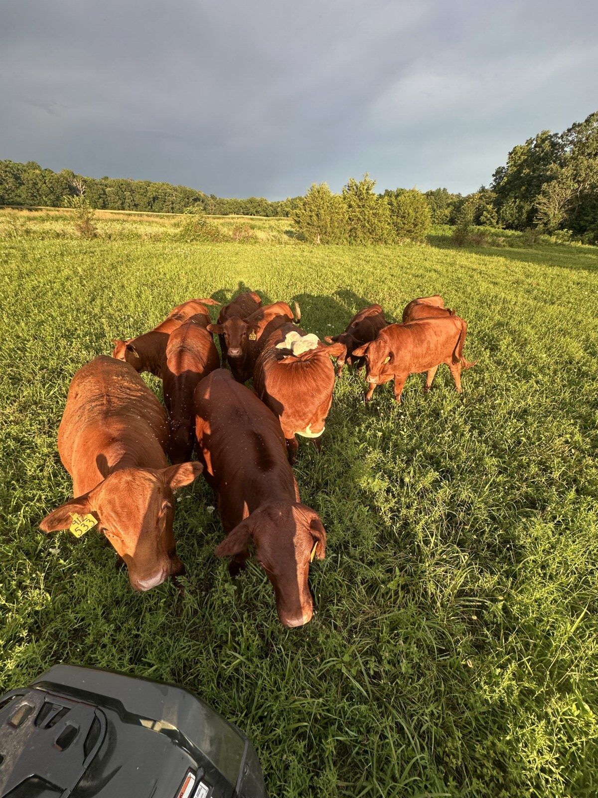 9 high percentage south poll heifers available