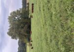 9 high percentage south poll heifers available