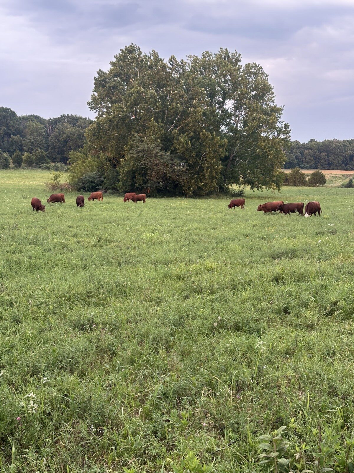 9 high percentage south poll heifers available