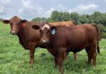Registered Full-Blood Bred Cow with last year’s Open Full-Blood Heifer Calf