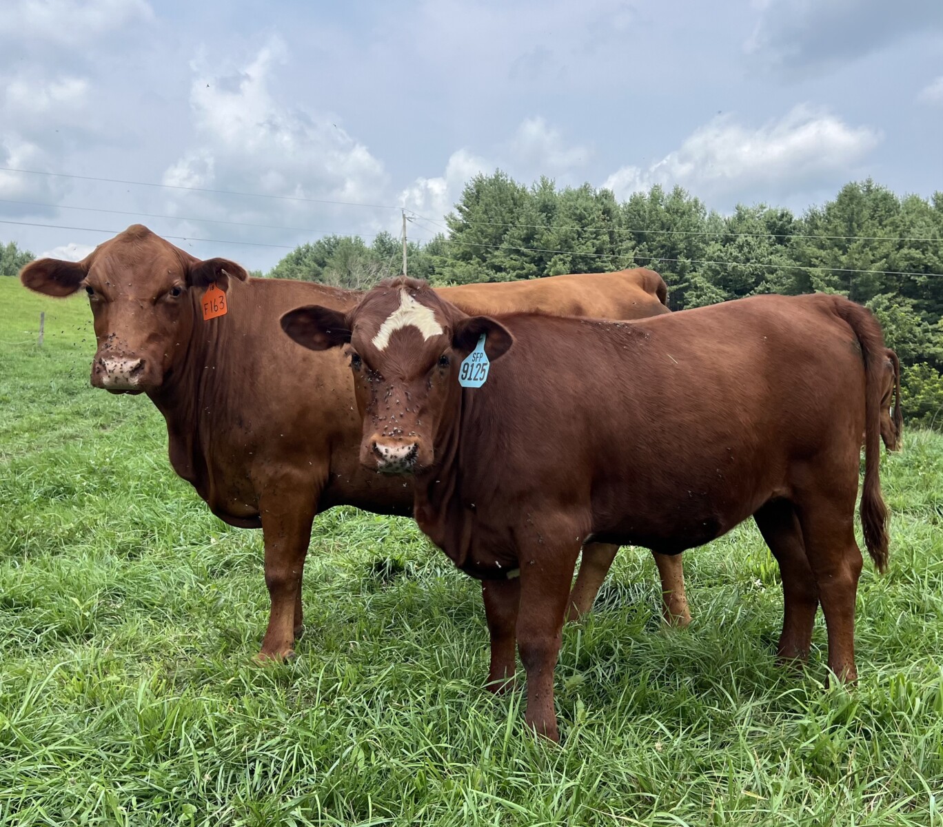 Registered Full-Blood Bred Cow with last year’s Open Full-Blood Heifer Calf