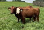 Registered Full-Blood Bred Cow with last year’s Open Full-Blood Heifer Calf