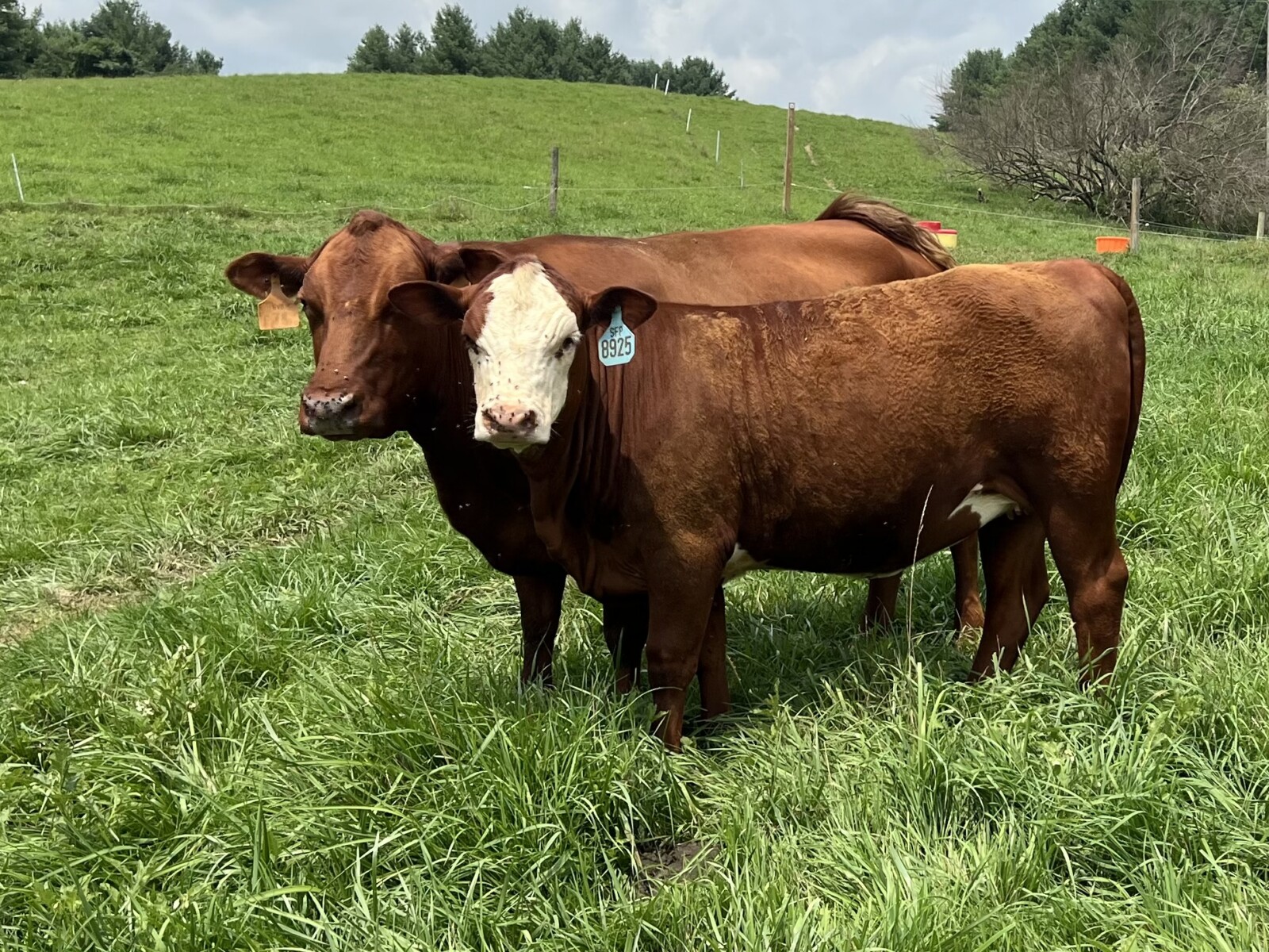 Registered Full-Blood Bred Cow with last year’s Open Full-Blood Heifer Calf