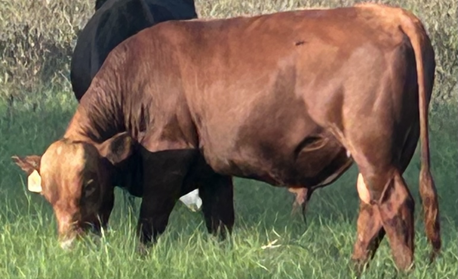 FULL BLOOD BULL