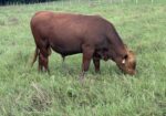 13 month Full Blood Bull