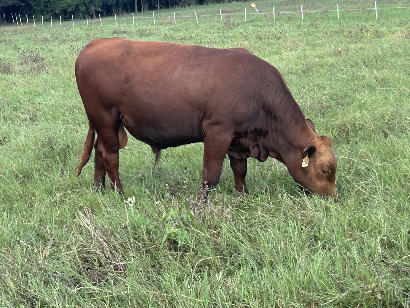 13 month Full Blood Bull
