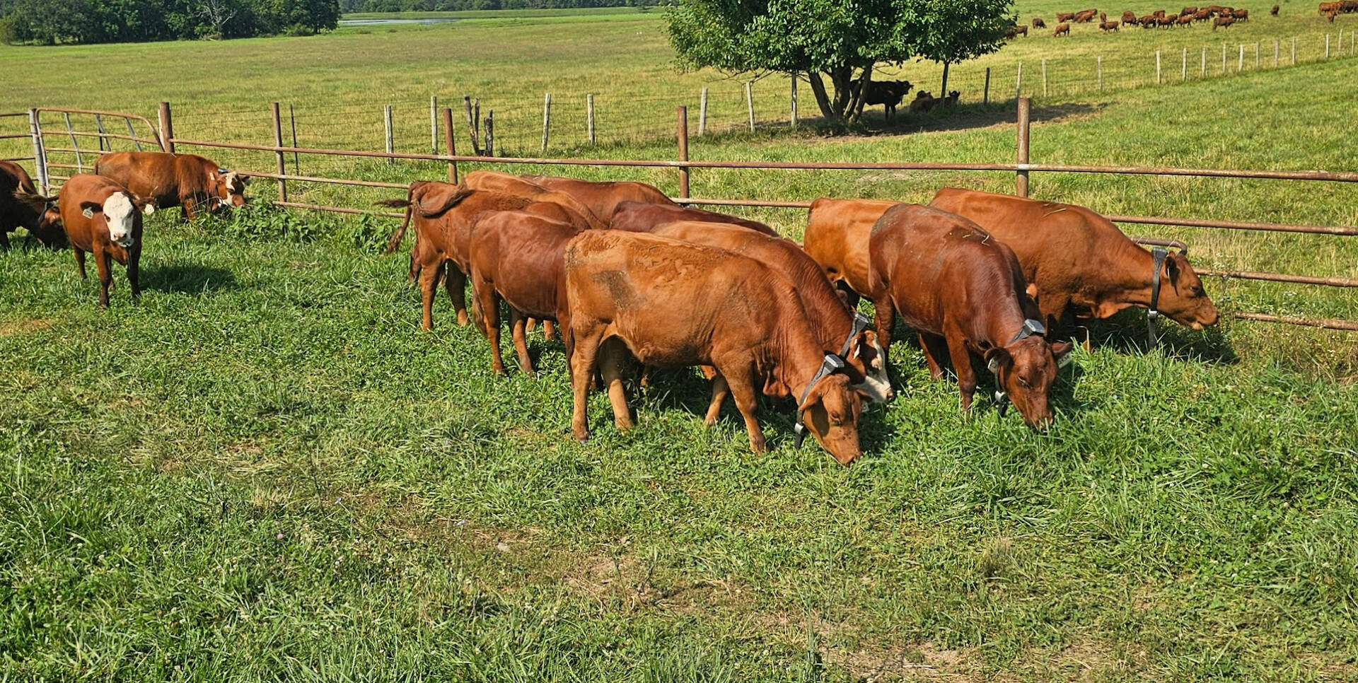 Open Heifers for fall calving.