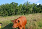 South Poll Registered Cow