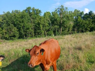 cow