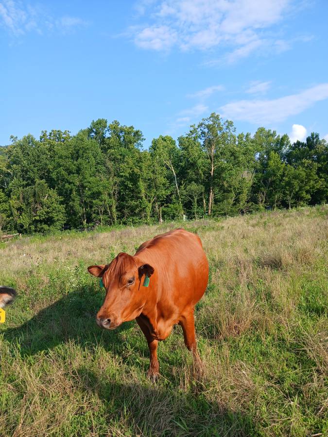 South Poll Registered Cow