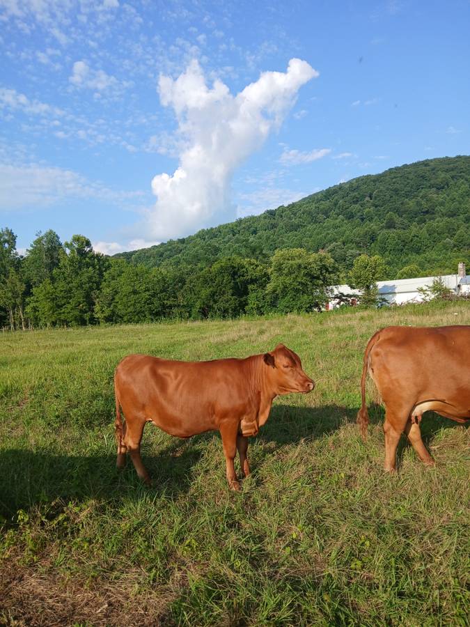 South Poll Registered Cow