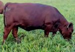 Fullblood bred heifer