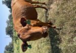 Purebred Southpoll cow, exposed to a PCC purebred Southpoll bull with excellent genetics and disposition. DOB 2/9/23
