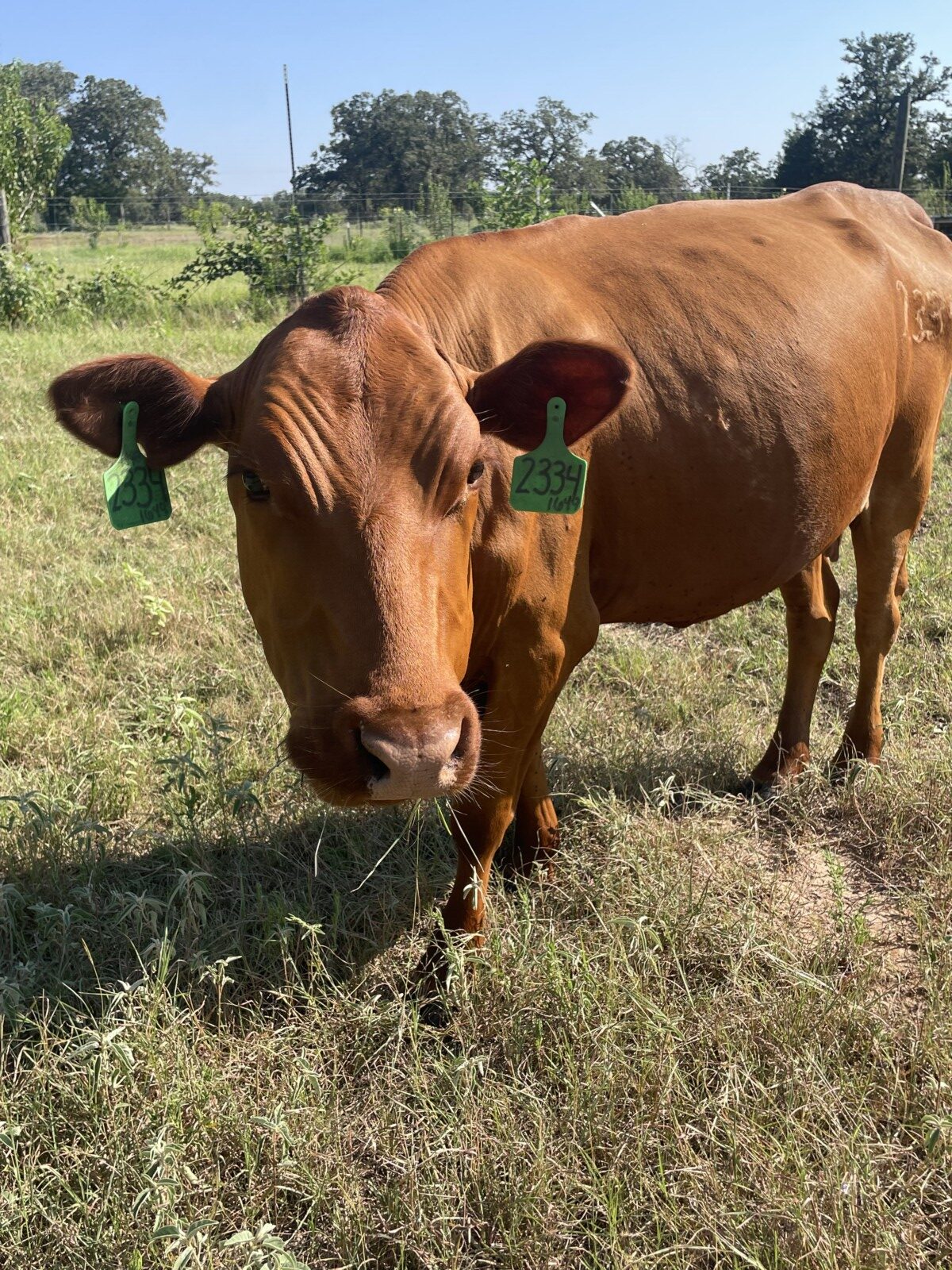 Purebred Southpoll cow, exposed to a PCC purebred Southpoll bull with excellent genetics and disposition. DOB 2/9/23