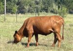 Purebred Southpoll cow, exposed to a PCC purebred Southpoll bull with excellent genetics and disposition. DOB 2/9/23