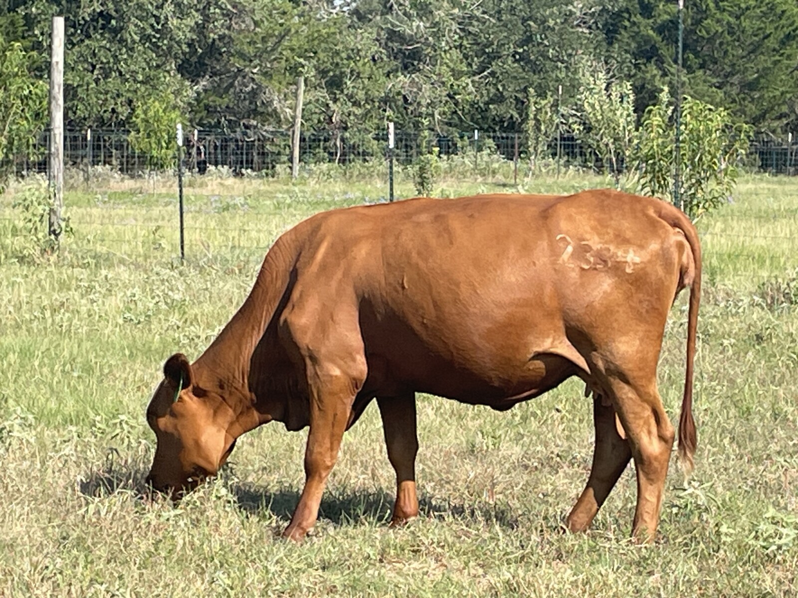 Purebred Southpoll cow, exposed to a PCC purebred Southpoll bull with excellent genetics and disposition. DOB 2/9/23